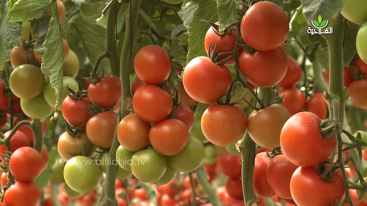 مونسانطو " Monsanto" تعرض أصناف جديدة من الطماطم تتميز بالإنتاجية والجودة ومقاومتها للأمراض