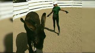 Celebrity LTR Training Tip #52: Verbal Commands and Body Language Net Worth