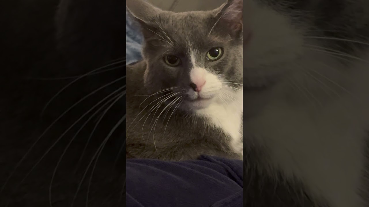 Смоки смотрит! 😊☺️ 