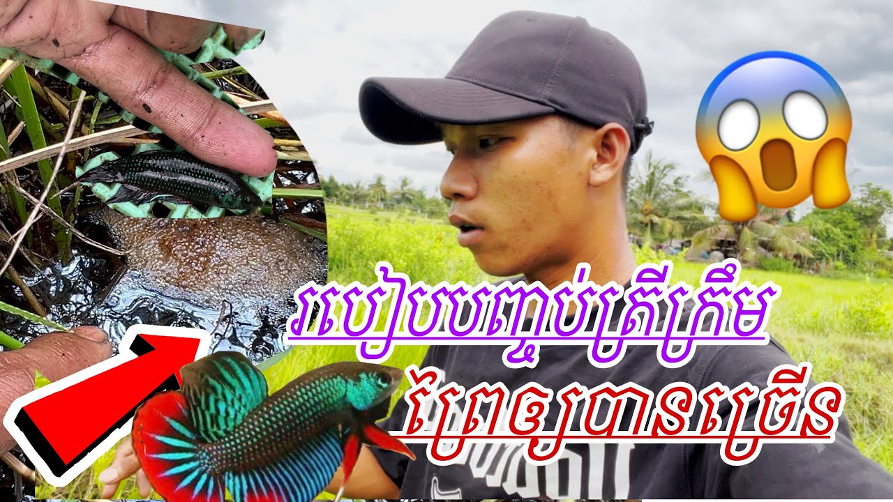របៀប/កញ្ចប់ត្រីក្រឹមព្រៃ😲‼️ ហើយត្រូវមើលបែបម៉េចទើបដឹងថាទីតាំងមានត្រីក្រឹមព្រៃរស់នៅ🤔