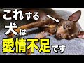 【見逃すと危険】愛情不足の犬だけが見せる行動・仕草を獣医師が解説します