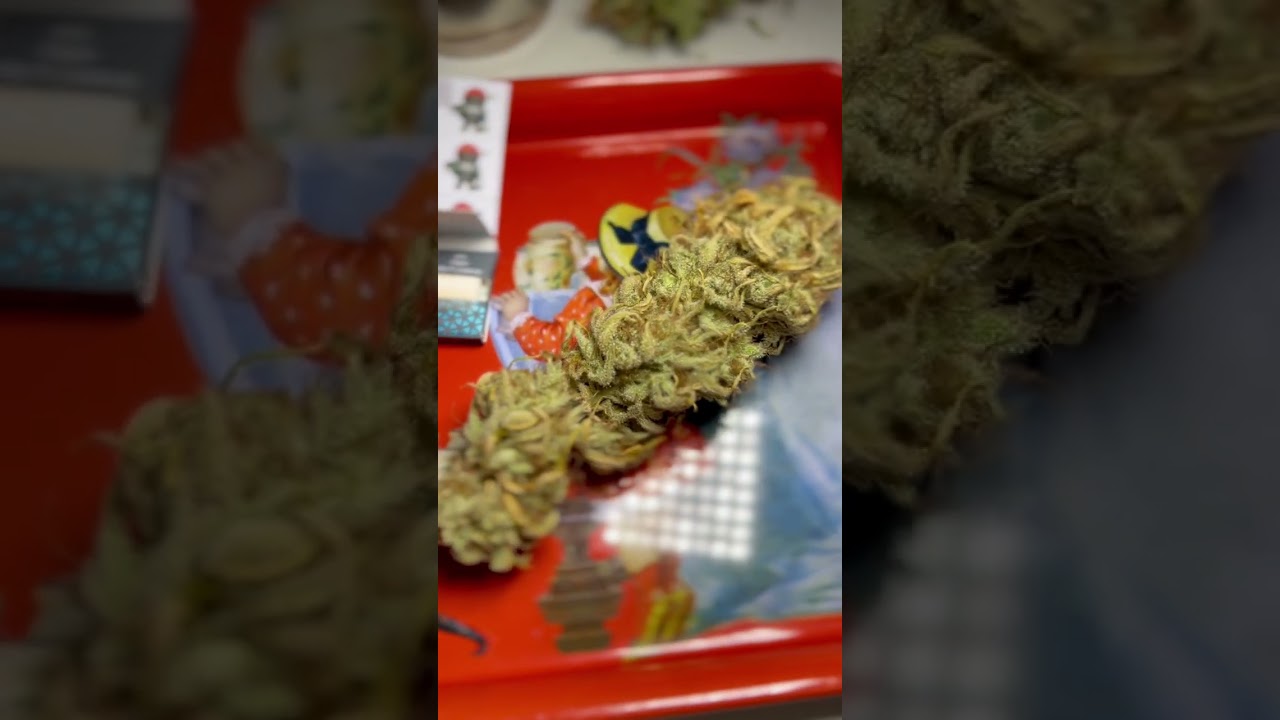 Close up Ibiza x Mango Haze 🥭