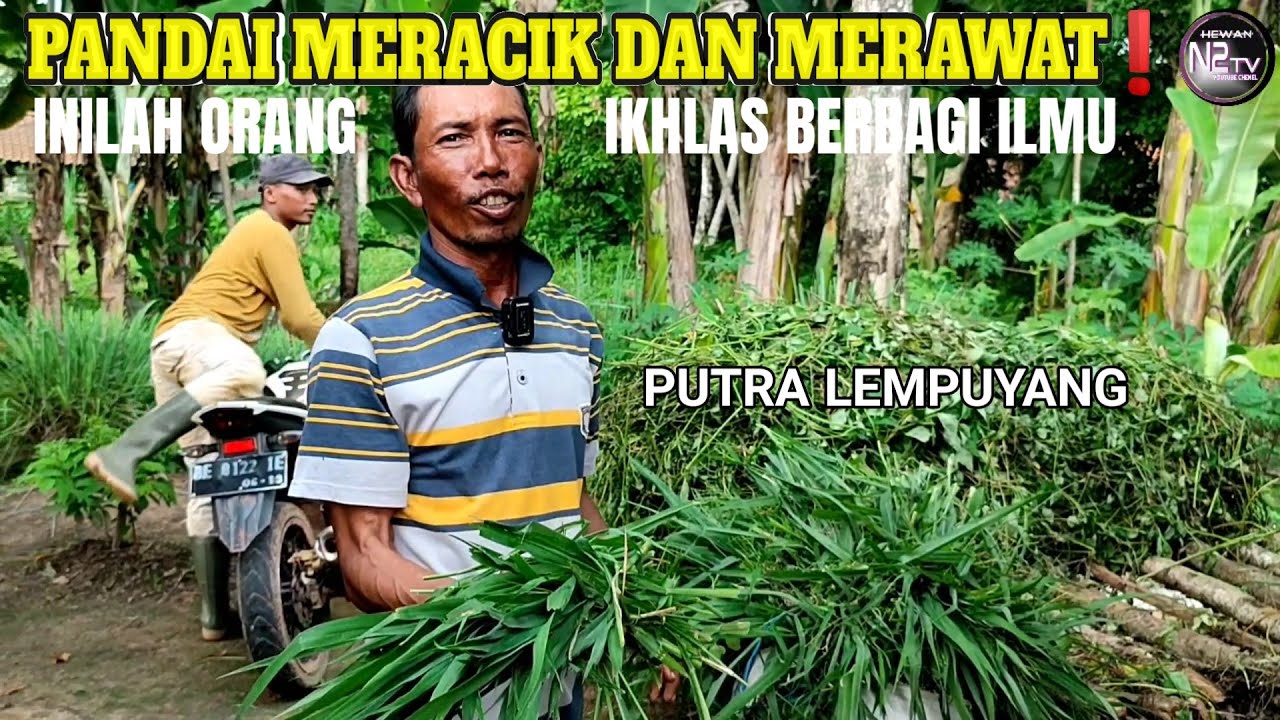 HEBAT SEKALI ILMUNYA. Cara Ternak Kambing Jawa Randu 