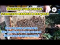 Осмотр пчел после главного взятка в августе! Подготовка к зимовке без разбора гнезда (без перетасовк