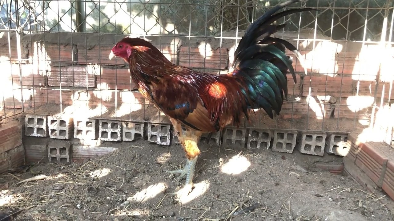 Gà việt- ưu điểm- khuyết điểm và phương hướng lai tạo (P1)