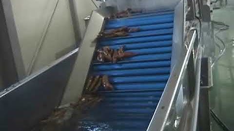 máy rửa khoai lang của công ty Lifentech hàn quốc