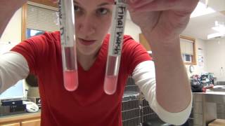 K9 Blood Agglutination Crossmatching