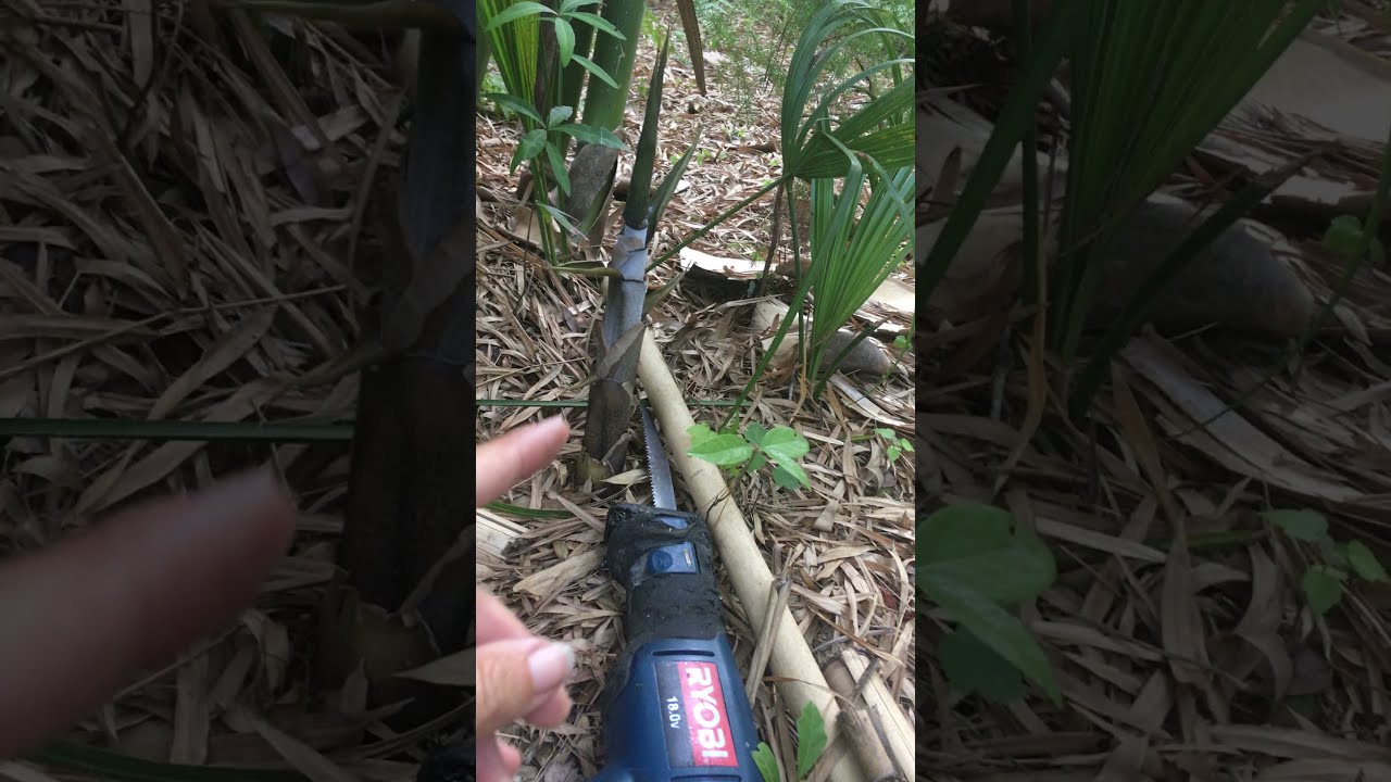 Manage Bamboo by Cutting Stalks YouTube