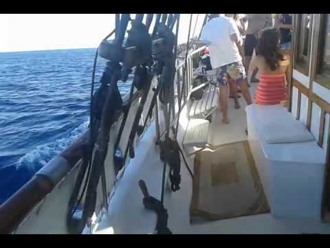 Aegean Ventures - Dolphins of Delos - 001 - video from Aegean Ventures
