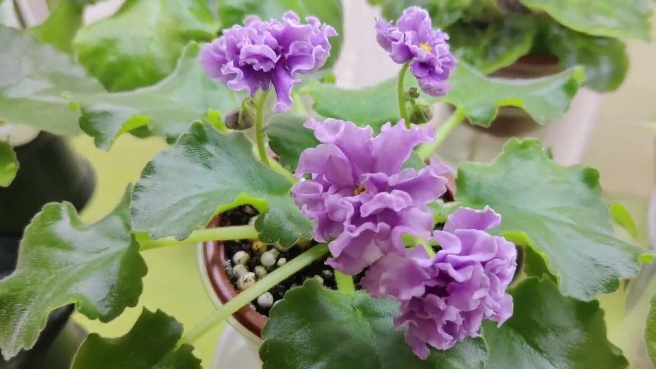 Моя коллекция фиалок.