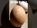 " World's Biggest Egg! 😱 Ostrich Secret” #Ostrich #Egg #ScienceFacts #BirdFacts #WildLifeFacts