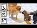 ３才柴犬と生後2ヶ月の豆柴子犬の初対面の様子がこちら！