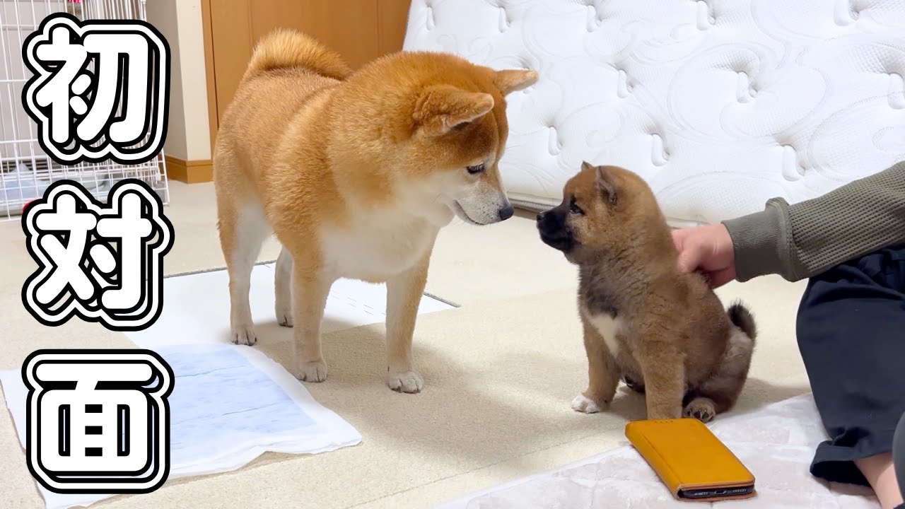 ３才柴犬と生後2ヶ月の豆柴子犬の初対面の様子がこちら！