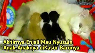 Induk Persia Baru Mau Nyusui Anaknya, Di Tempat Tidur Barunya