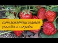 Сорта земляники садовой: обзор каталога Питомника Сады Урала 2021