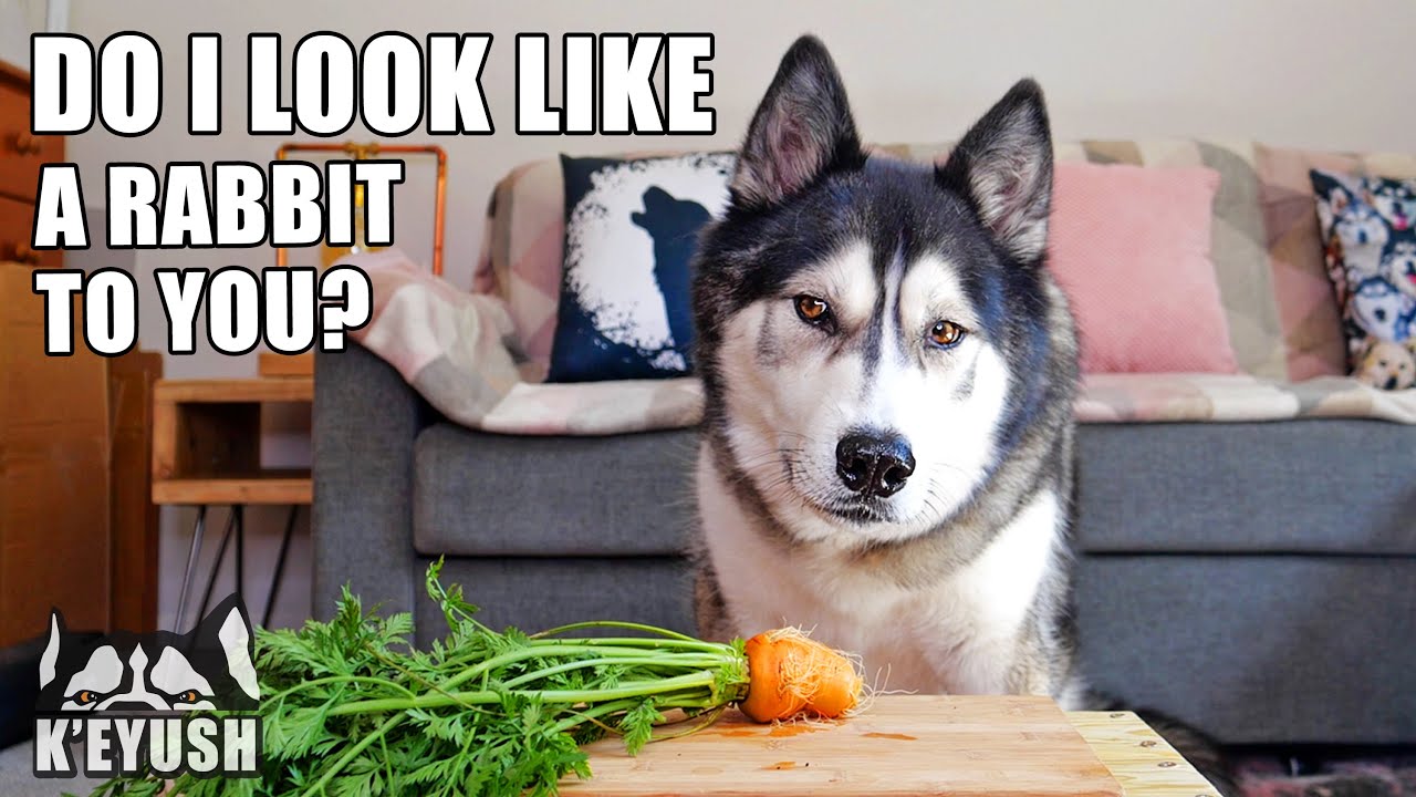 Husky Tries Beans! Chucks a Pepper! And Argues About Homegrown Veg