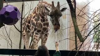 ZSL London Zoo Giraffe Training