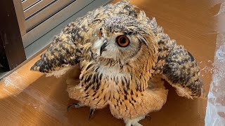 Owl's shower time