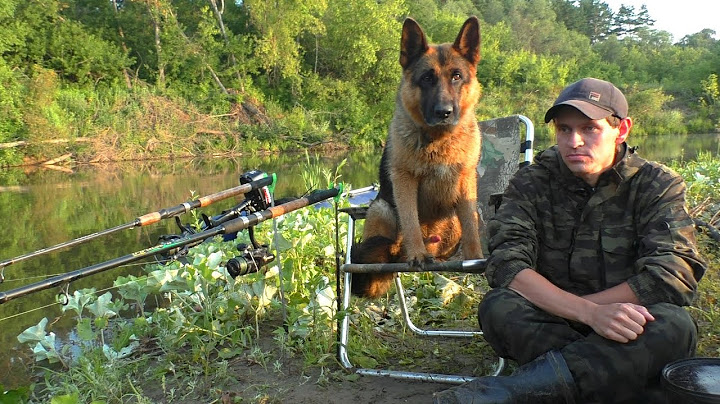 Catfish and bat. Night catch on a forest river