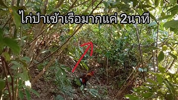 ไก่ป่าเข้าเรือมากแค่ 2 นาที hnub no mu sim dib qaib qus tuaj zoo tiag2