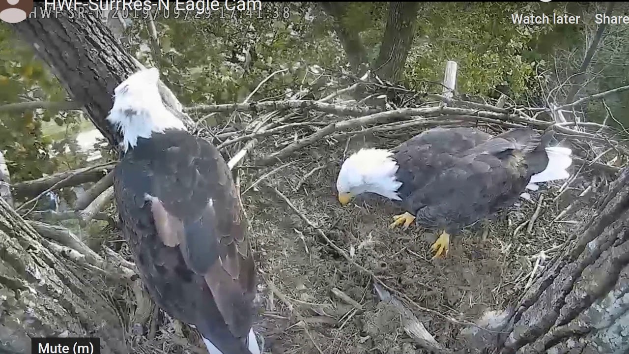 bald eagles in illinois Sur and Res? visit the nest - Surrey Reserve