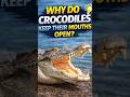Why Do Crocodiles Keep Their Mouths Open? 🐊 (It’s Not What You Think!)鱷魚為什麼一直張著嘴?其實不是你想的那樣!