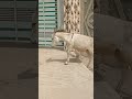  Tharparkarbeauty Animals Funnyanimals Donkey And Cow  