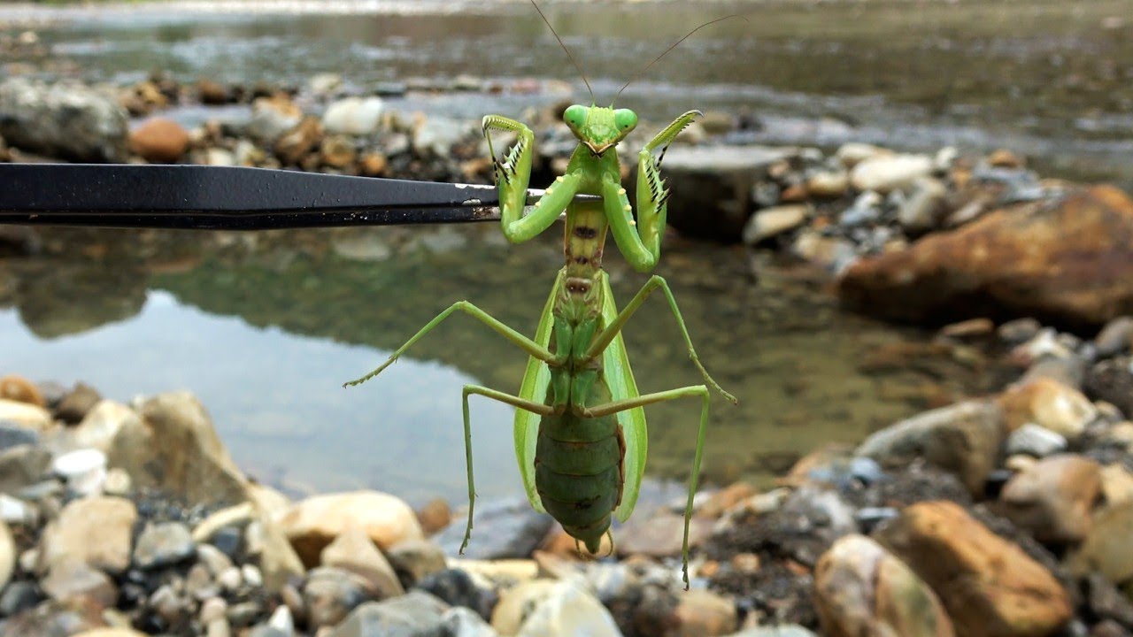 If you put a parasitized mantis into a hot spring - YouTube