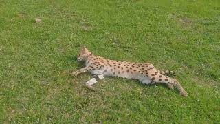 Just walking with the SERVAL by Serval Shorts 2,300 views 2 years ago 1 minute, 24 seconds