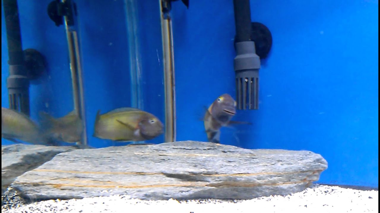 official secrets WC Tropheus Moorii 