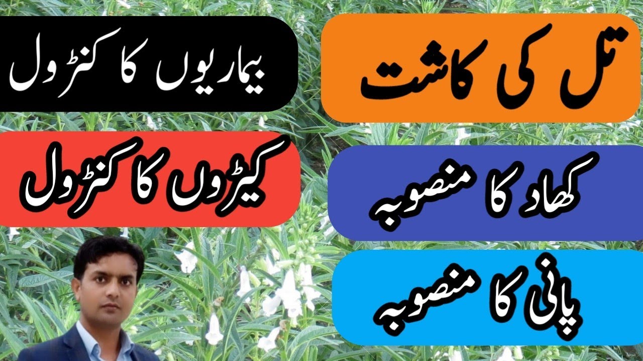 sesame-cultivation-part-2-sesame-fertilizer-plan-sesame-diseases