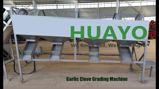 How to grade Garlic Cloves with 5 sizes by Grading Machine