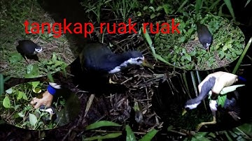 Berburu burung  ruak di malam hari  pakai tangan tangkap sangat memuaskan 😊