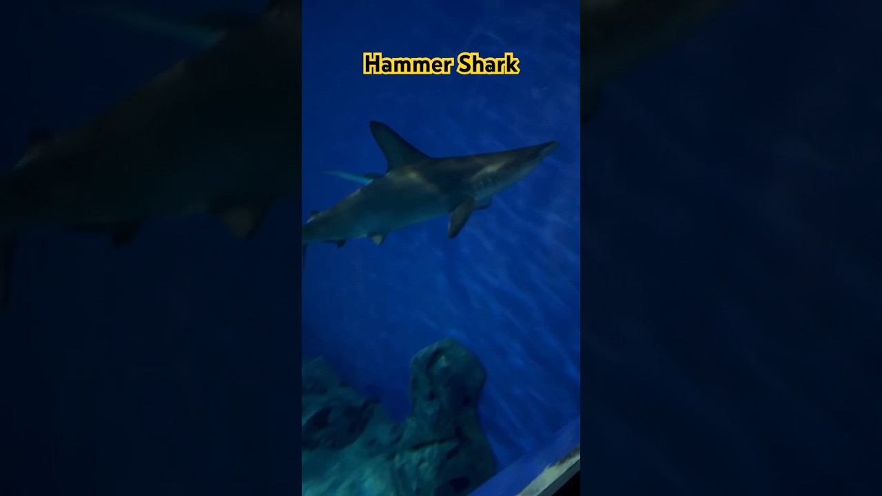 Aquatic Wonders: 🦈Exploring HAMMER SHARKS 🇩🇰🐠 