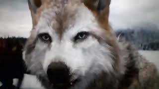 twilight wolves-killer