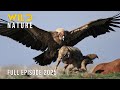 WILD PATAGONIA | In the Shadow of Ice and Fang #naturedocumentaries | Wild Nature