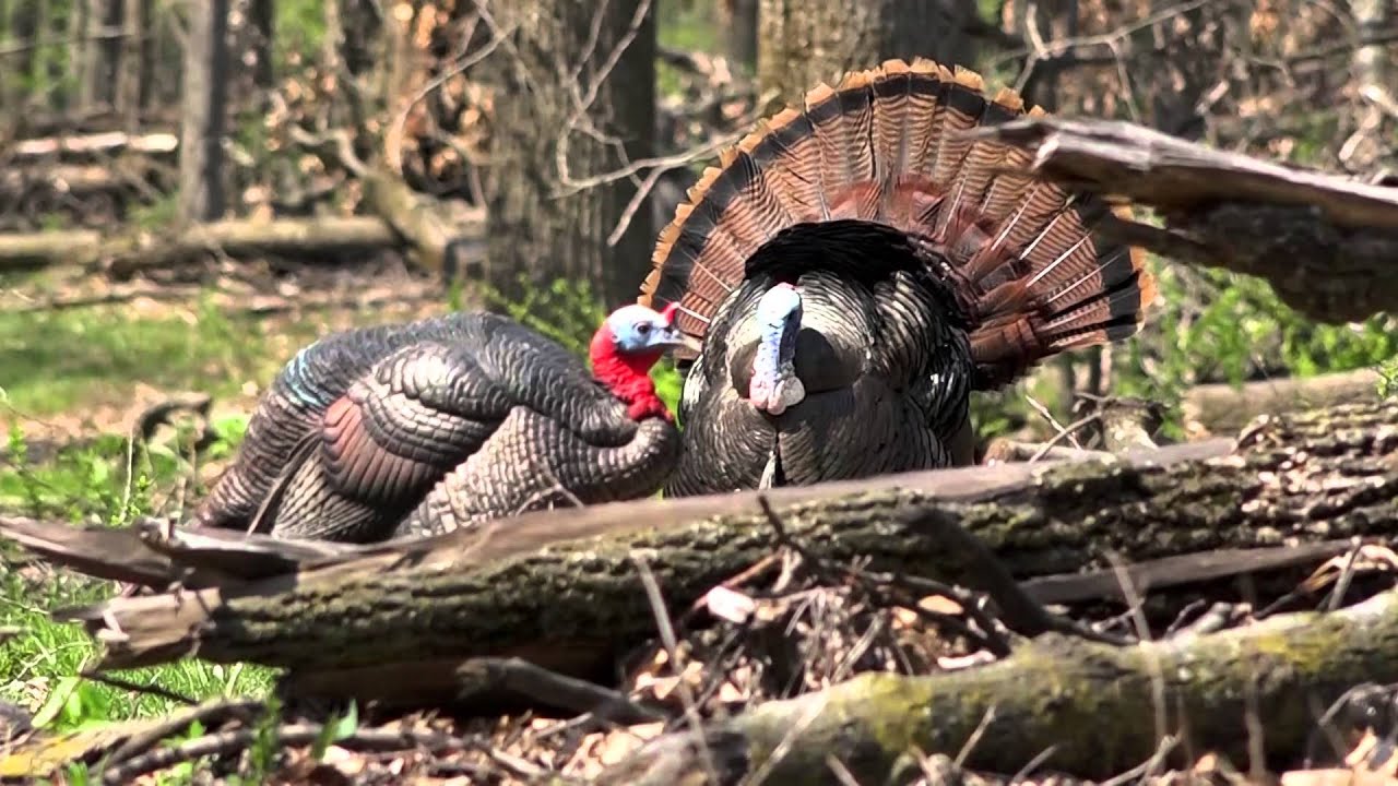 Turkey Hunting with a Bow YouTube