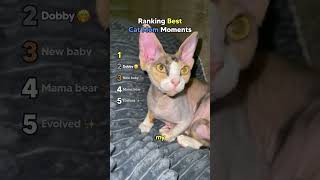Ranking Best Cat Mom Moments Ranking Best Cat Mom Moments