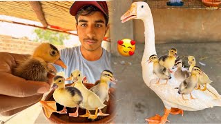 Mini Zoo Ma Cute Ducks Baby Agai 🥰
