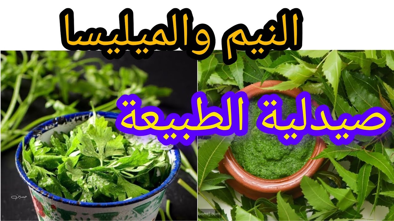 النيم والميليسا... صيدلية الطبيعة#نباتي #أعشاب 