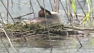 Il Nido dello Svasso Maggiore.#birds #duck #nature