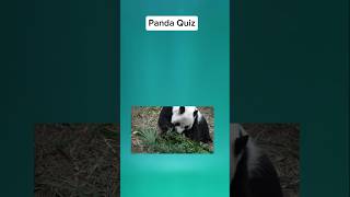 Pandas Quiz. ✅️Animal Knowledge Test. Pandas Quiz. ✅️Animal Knowledge Test.