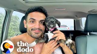 10 pound dumped puppy gets fostered german shepherds dodo