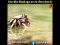 #shorts | ऐसा कौन सा जीव है जिसका खून नीला होता है | Which animal has blue blood | #dailyfacttips