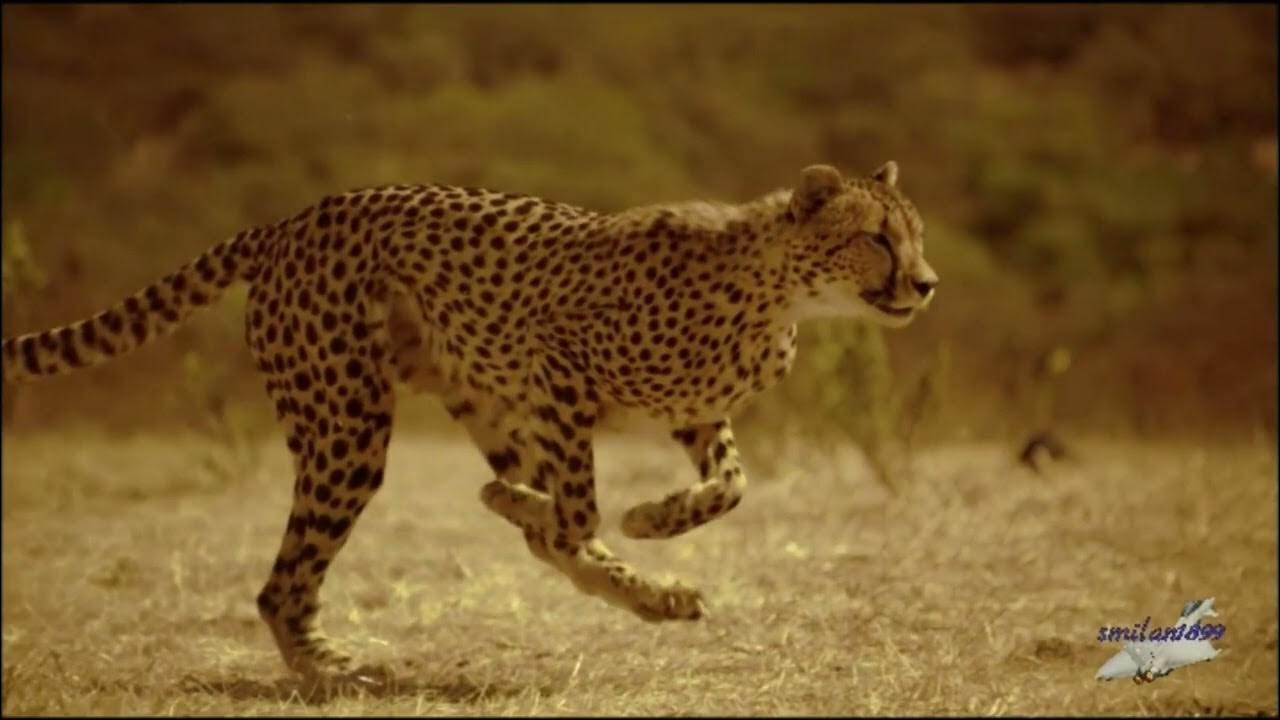 Гепард бежит фото. Бежим от гепарда это. Гепард бежит. Гепард бежит. Бежим от гепарда это.