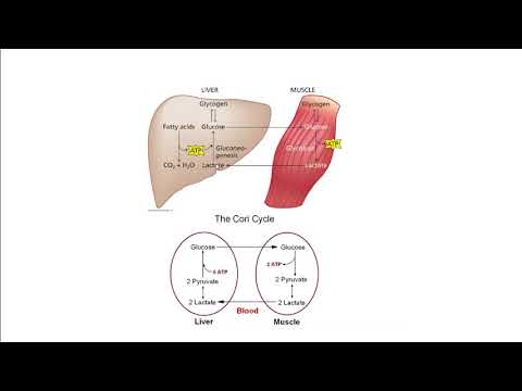 Regulation of Gluconeogenesis and Pyruvate Oxidation: Biochemistry #14 | ZC OCW