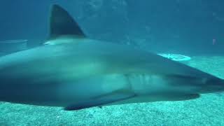The DEEP Sealife. Sharks, sawfish, penguins and more.