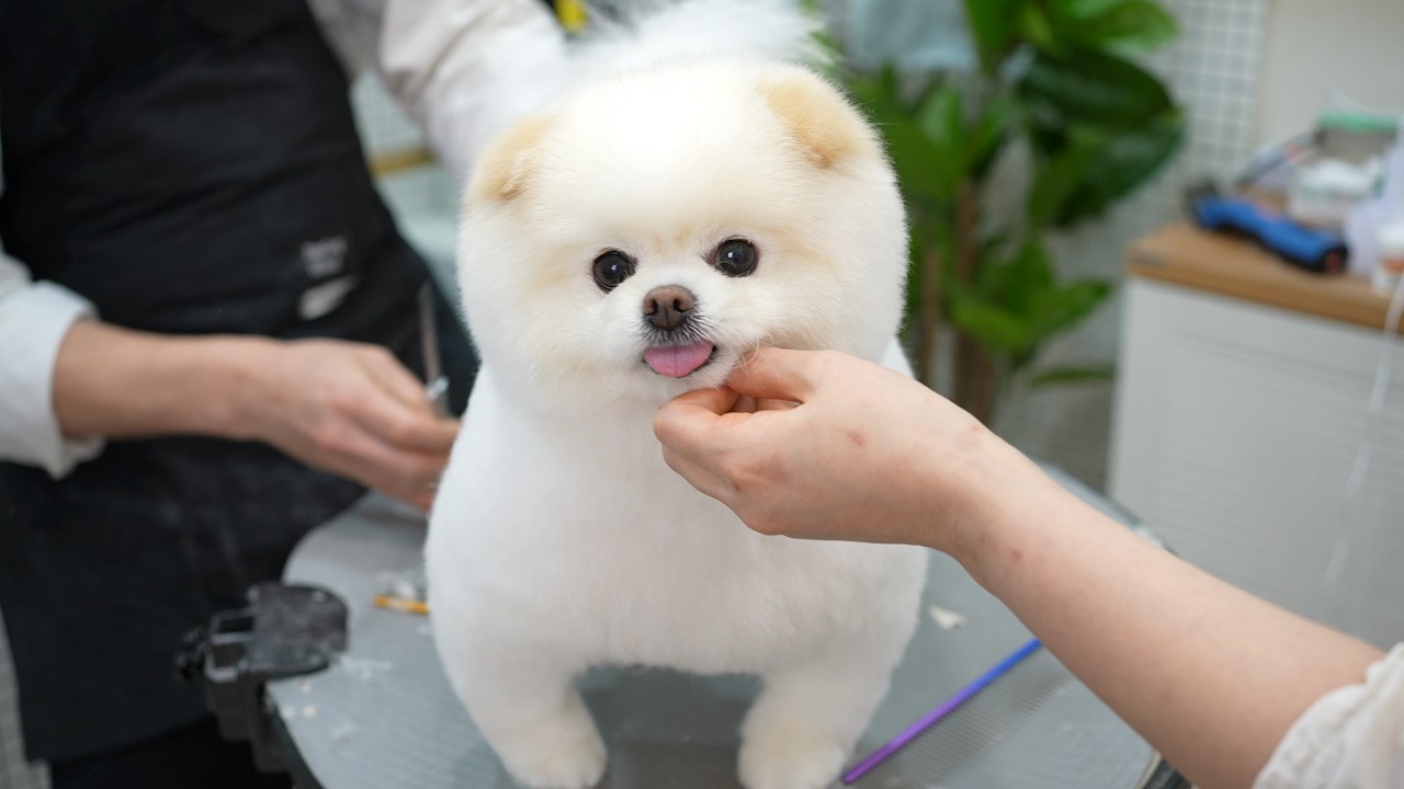Was It Fur or Chub? This Pomeranian Turned Into a Teddy Bear 🧸🐶✂️