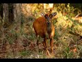 Barking Deer Alarm Call Barking Deer Alarm Call