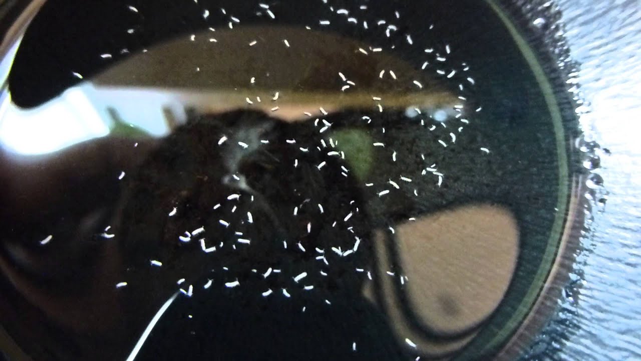 Springtails Under my Madagascar Jewel - YouTube